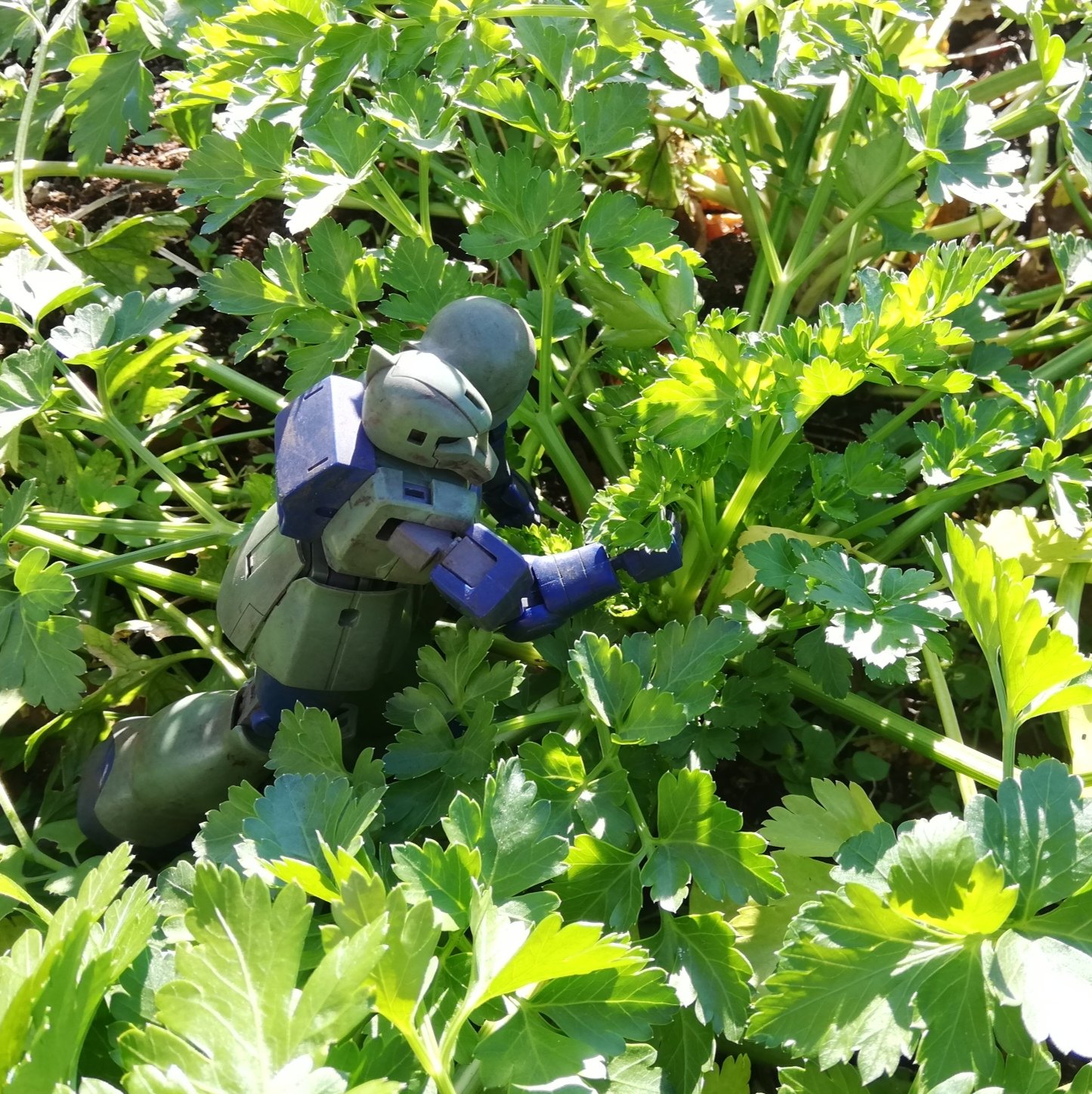 ヒサゴ プラモ農園 花壇の整理 イタリアンパセリが伸び放題だったので ブーケにして室内へ一時保管 冬場は水耕栽培と乾燥パウダーの2パターンで楽しみます 家庭菜園 水耕栽培 ガンプラ 旧ザク T Co Ti1efkbinr Twitter