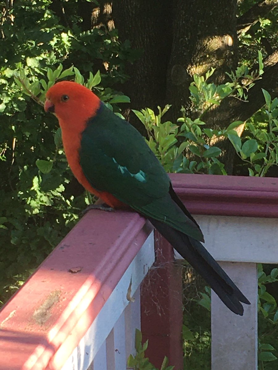 drsarahcroker's tweet photo. Good morning #ASHB2020! Started early with a little #ConferenceBirding as this cheeky king parrot came to say hi on my “hotel” balcony!😆 
(It’s quite nice accommodation, I could happily live there, though it could do with better cleaning 😜) https://t.co/kPN8oLj2o7