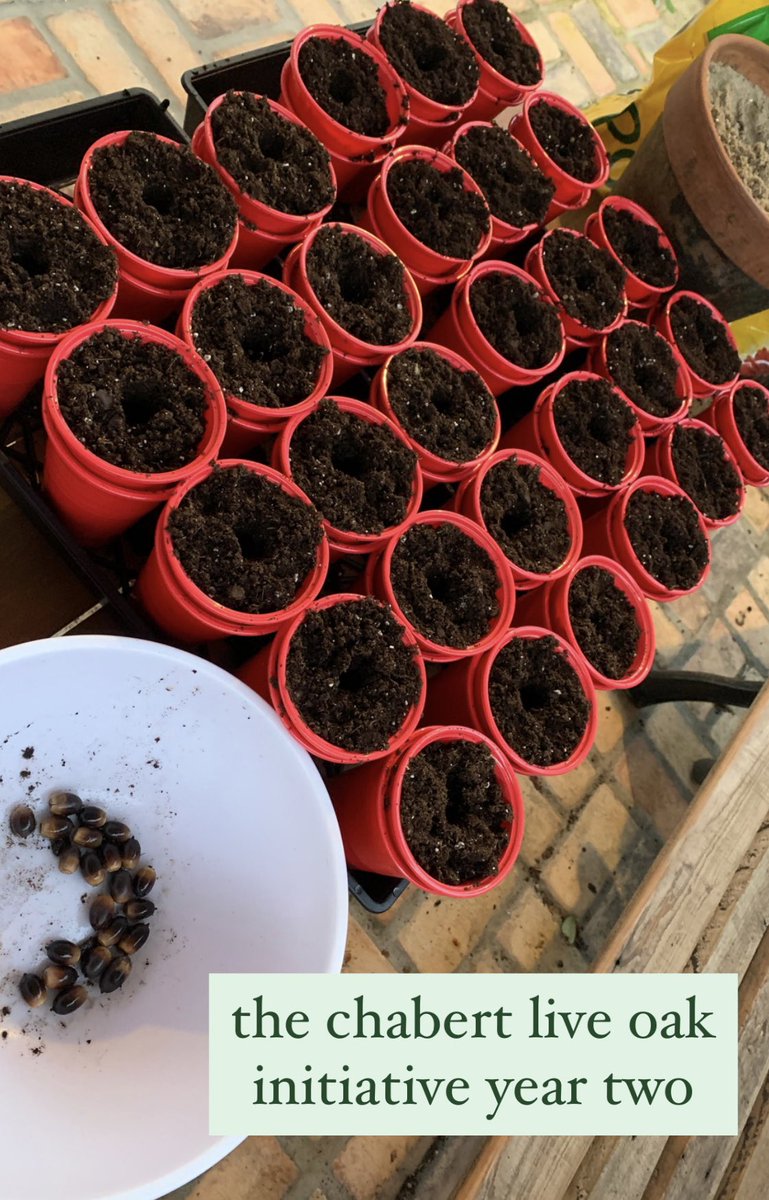 NorbNolty's tweet photo. The Chabert Live Oak Initiative year two is complete. Live oaks are a symbol of of state and culture, but they take forever to mature. I’m committed to planting at least 10 acorns a year to jump start the process. This year I did 30. Think I’ll call this the Sabiston crop. #RIPNJ https://t.co/9DEwJcjO2u