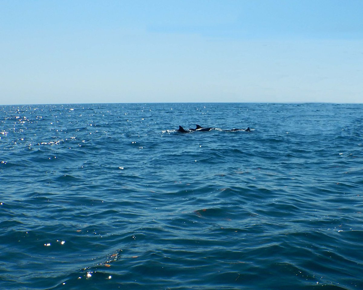 Reef Check Australia tweet media