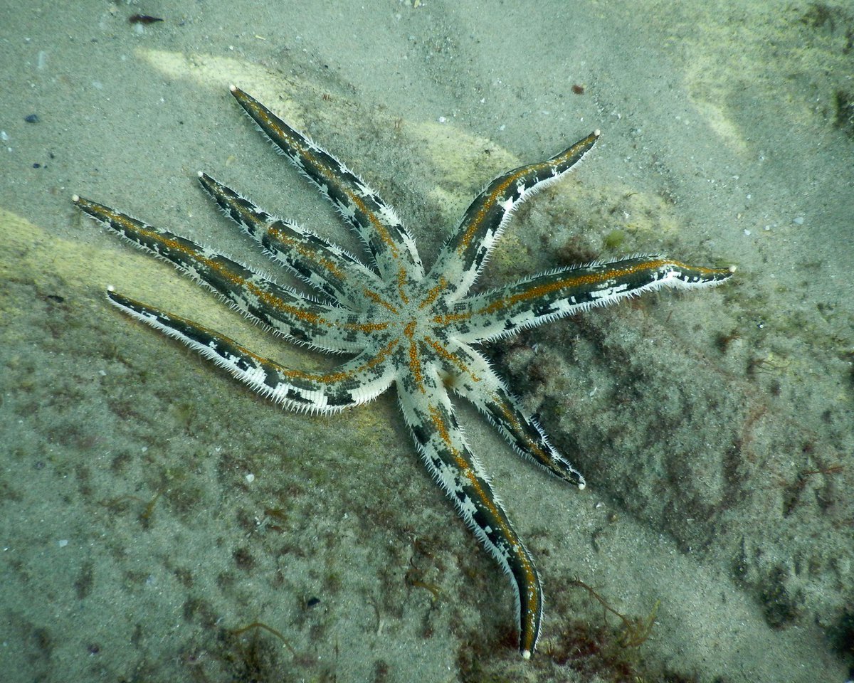 Reef Check Australia tweet media