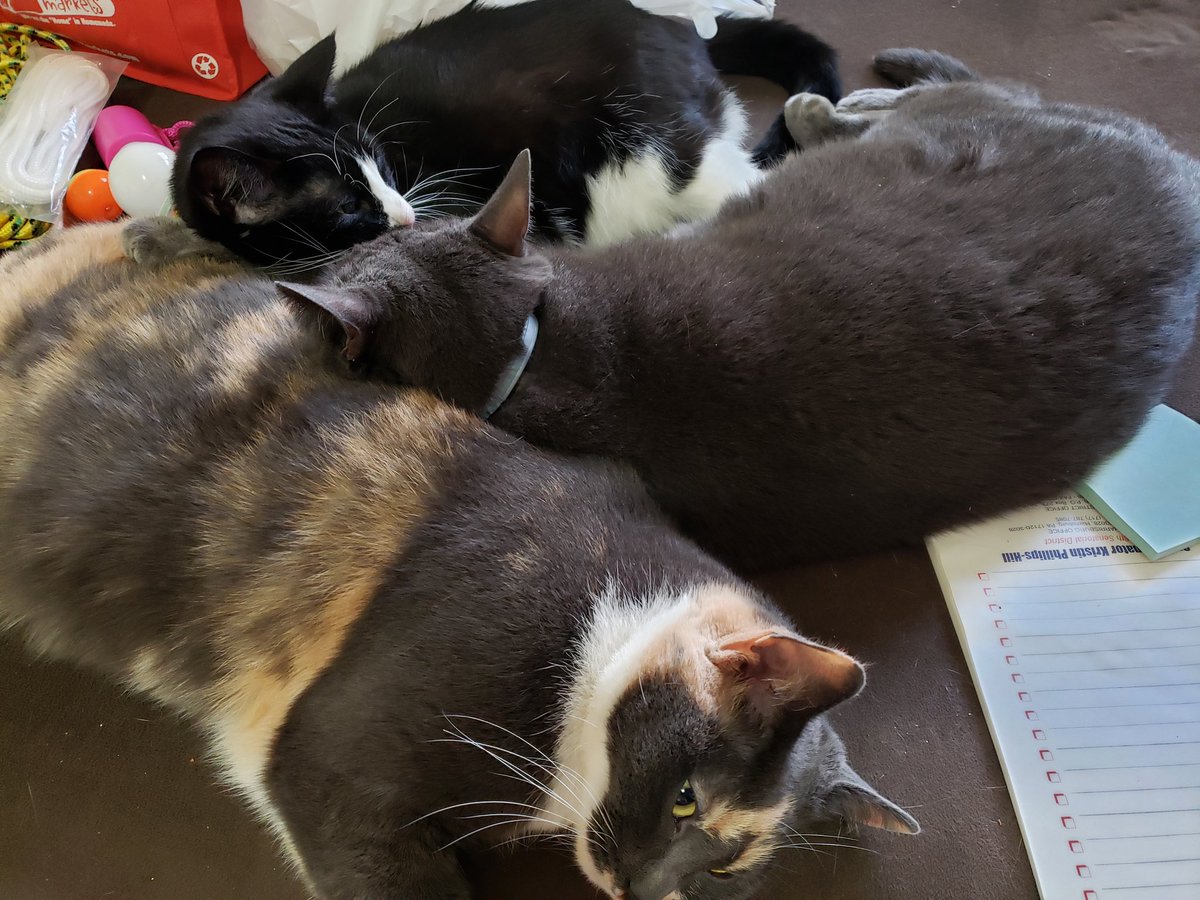 OoglieBean's tweet photo. Clutter Organization Managers. They are super helpful.
#ViBean #ChipBean #SmallsBean #Cats #CatsOfTwitter #CatPile https://t.co/ax1mEevvIl