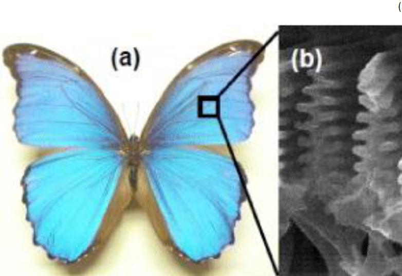 Hitachi_STEM's tweet image. Have the #MondayBlues? So does this butterfly!
This Morpho butterfly, though "blue" in color, its real pigmentation is not blue but brown!!! @Hitachi_EM @Hitachi_HTA @HitachiGlobal 

Learn more about this amazing nano-fact and more on our website inspireSTEMeducation.us