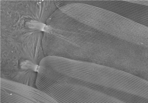 Hitachi_STEM's tweet image. Have the #MondayBlues? So does this butterfly!
This Morpho butterfly, though "blue" in color, its real pigmentation is not blue but brown!!! @Hitachi_EM @Hitachi_HTA @HitachiGlobal 

Learn more about this amazing nano-fact and more on our website inspireSTEMeducation.us