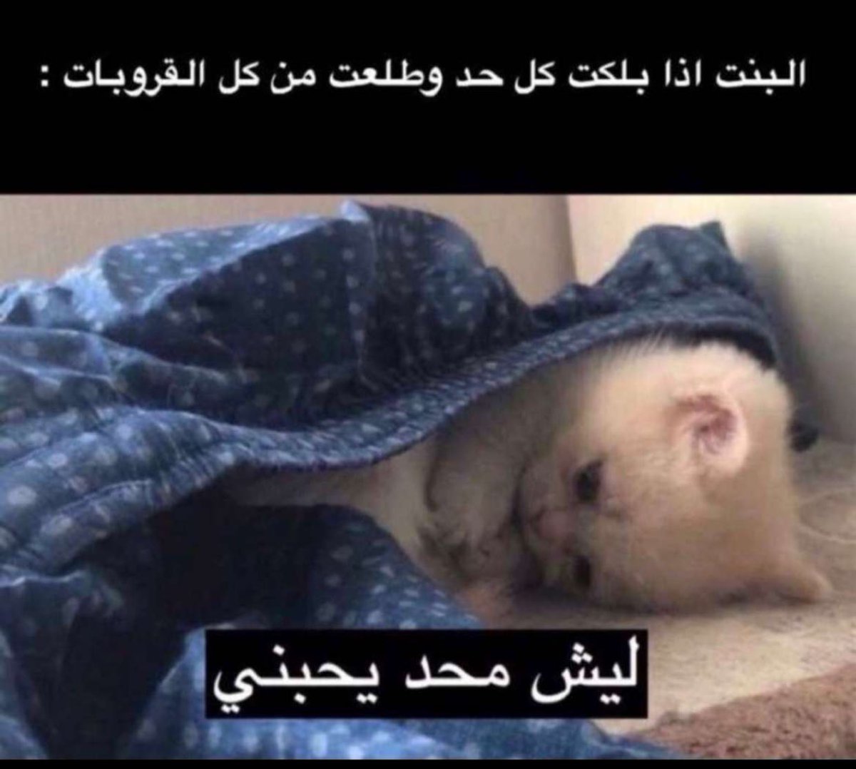Mjq______'s tweet photo. @Aseel70_ ريم 😭 https://t.co/hx9QGUYuHq