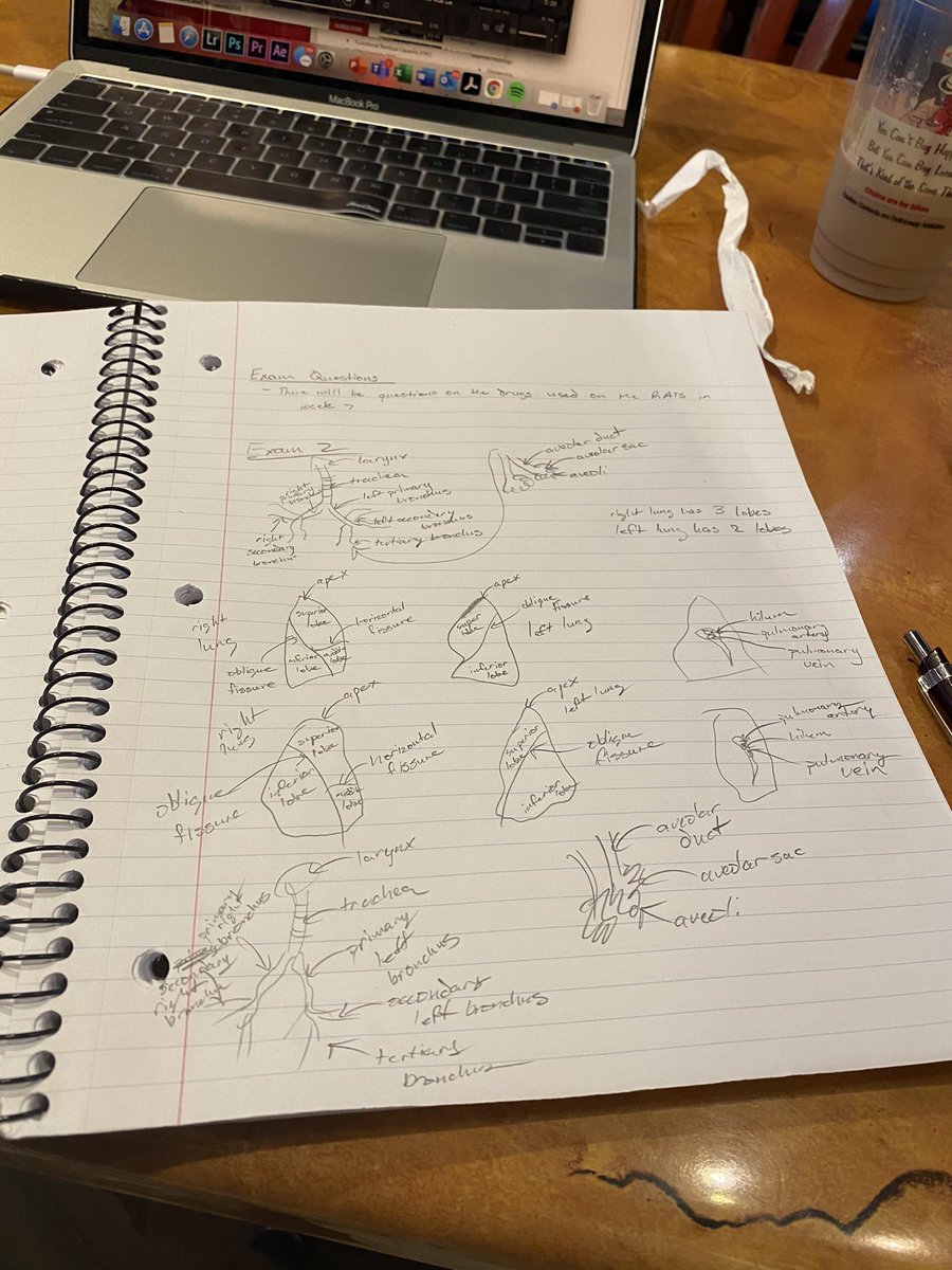 Just studying lungs, that’s all