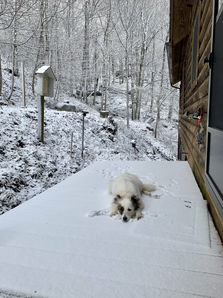 SOUTH END - Please keep a lookout for our sweet new pup, Zara. She got out of her collar near Tryon and Rampart and took off hour ago and is nowhere to be found.