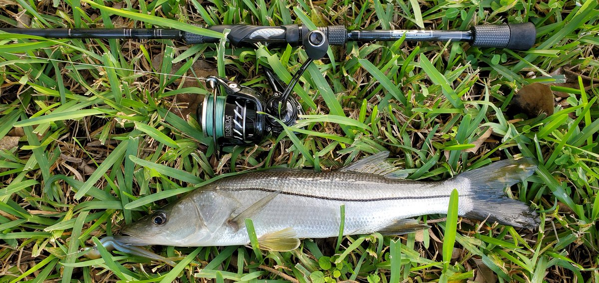 SoFloCichlids's tweet photo. Found a couple freshy snook while running errands this evening on that arti-assualt. #neverstopcasting #putinthetime #dowork #knuckleheads #freshysnook #sofloexotics #cpr #miami #florida #guide #HaiTruongFishing https://t.co/oIu9ywH61x