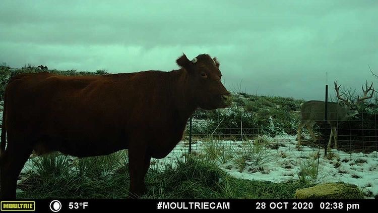 The best kind of photobombs involve monster muleys. 

This Friday is the last day for the 2020 #MoultrieCam Photo Contest so make sure you get your submissions in by 11:59pm on Friday Dec. 11th by posting your photo using #MoultrieCam.

📷: : @texaskillingfields