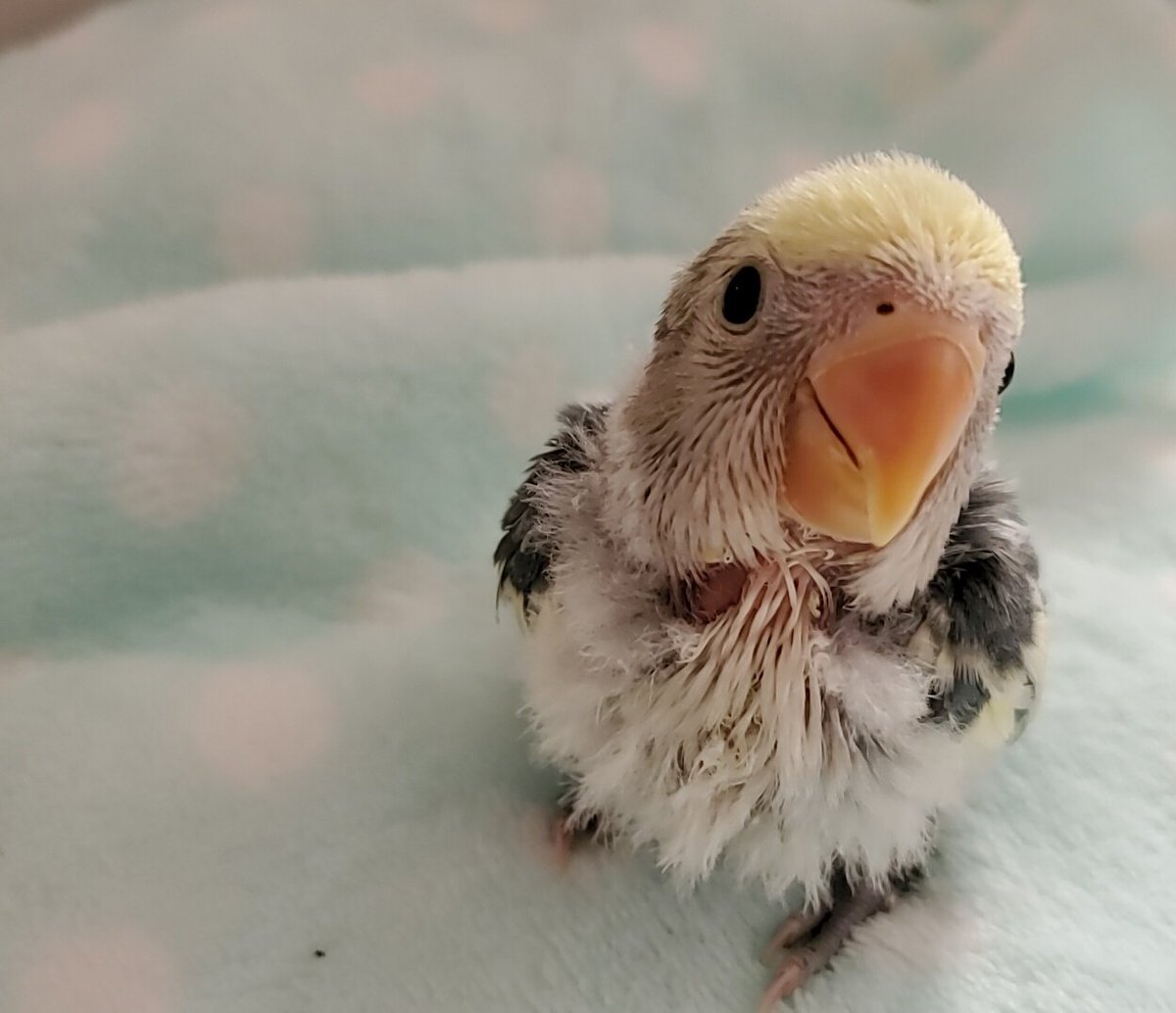 サザナミインコ雛 サザナミインコ雛