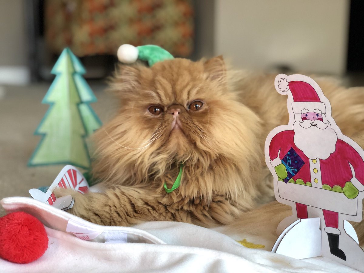 All orders must be submitted by December 8th for a guaranteed Christmas Delivery! #Magnus🕵️‍♂️ <a href="/catsofinstagram/">Cats of Instagram</a> #twitterweek #catsofinstagram