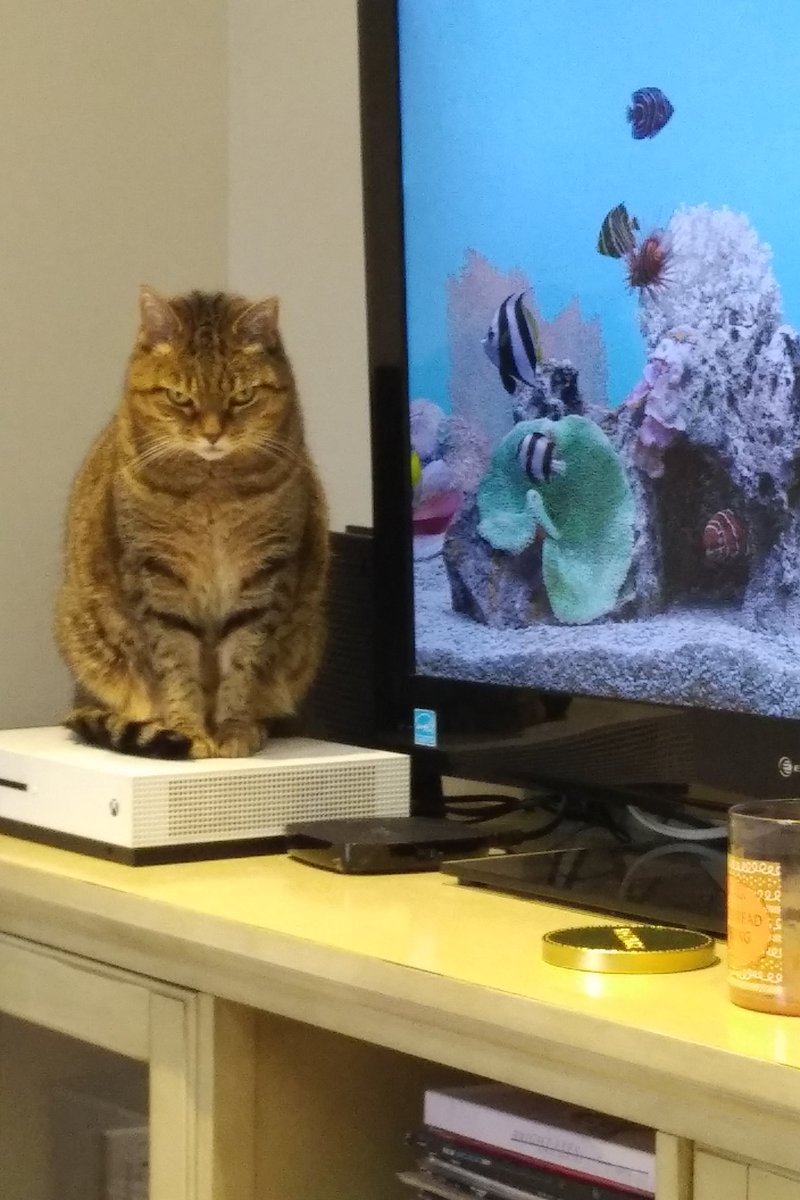 AshJLivingston's tweet photo. I don't think my cat is thrilled about me working from home. https://t.co/GxowiWN2lK