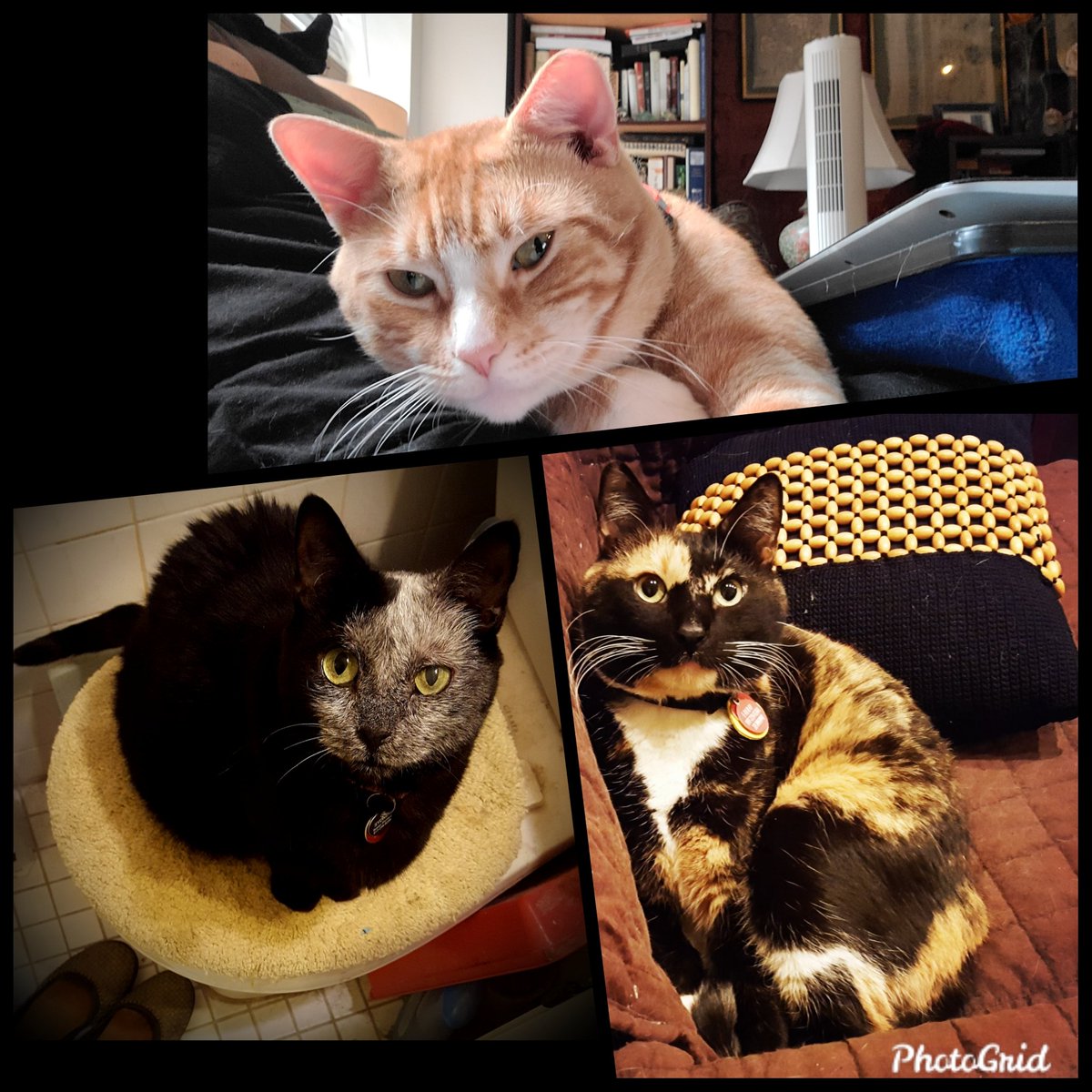 realhousecatnyc's tweet photo. #NewProfilePic https://t.co/ZGTjQI76L5
