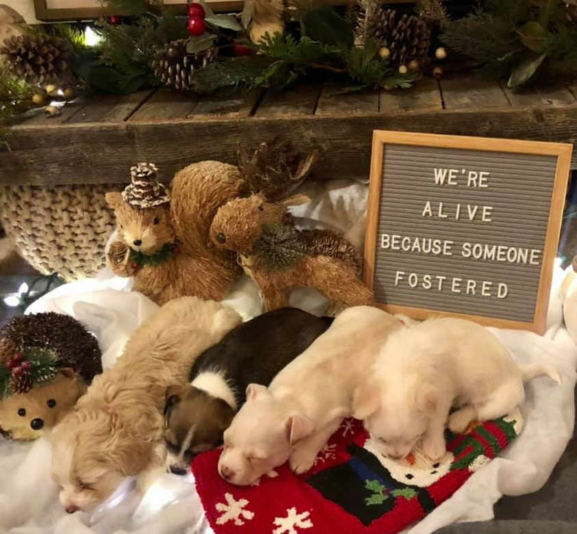 Bull Luv Able Paws (@bullluvablepaws) on Twitter photo 