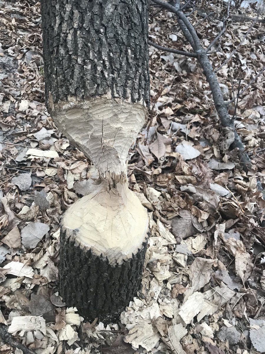 stephwernerruns's tweet photo. Beaver art by the river bottoms. Very cool. https://t.co/u14Ik74CF6
