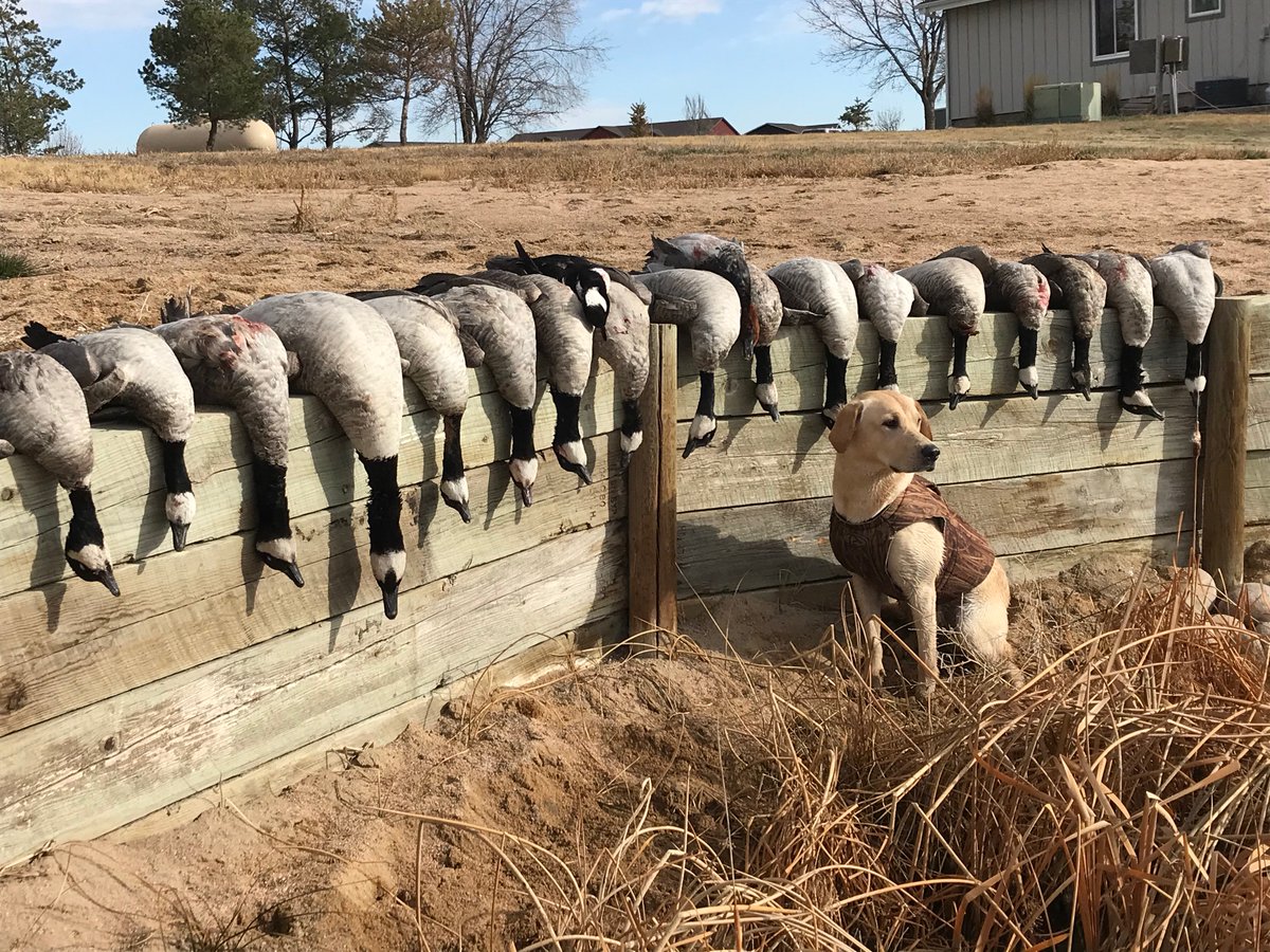 Don't refuse to go on an occasional wild goose chase... That's what wild geese are for!
.
.
.
.
#lifeontheland #haydenoutdoors #realestate #forsale #goosehunting #duckhunting #waterfowl #hunting