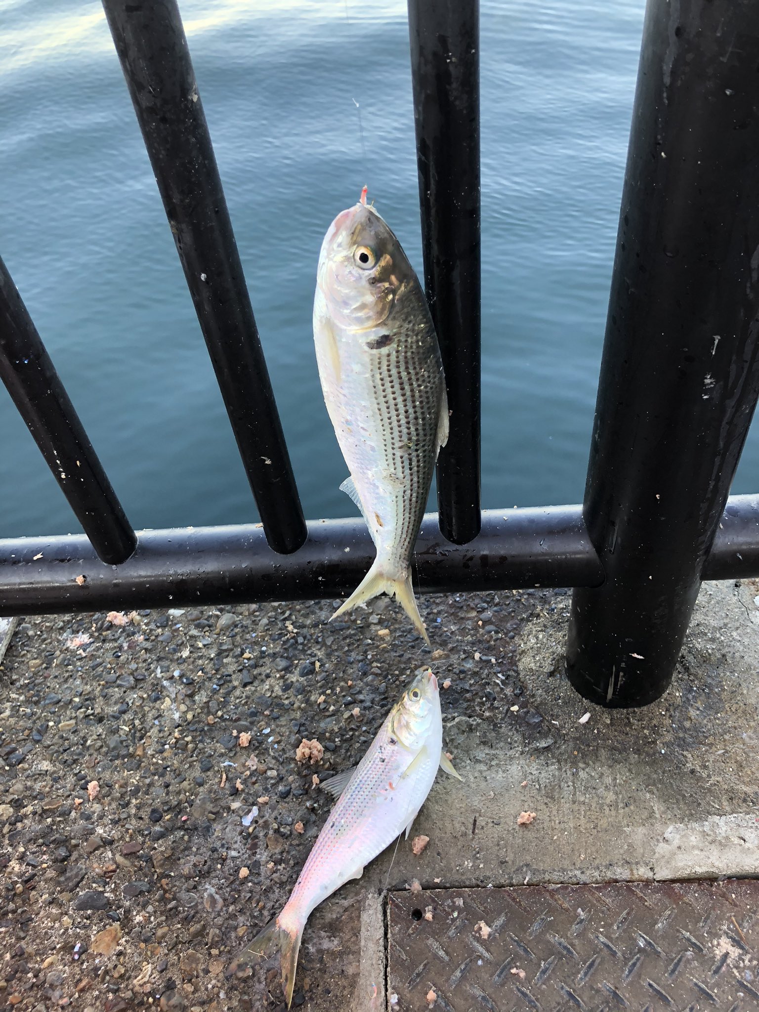 Sugataku5 今朝の若洲海浜公園堤防の釣果 はアジ6匹 コノシロ多数 サッパ ボラ タチウオは頂き物アジの地合は分位今年の釣りは終了です T Co 0xugoatzz8 Twitter