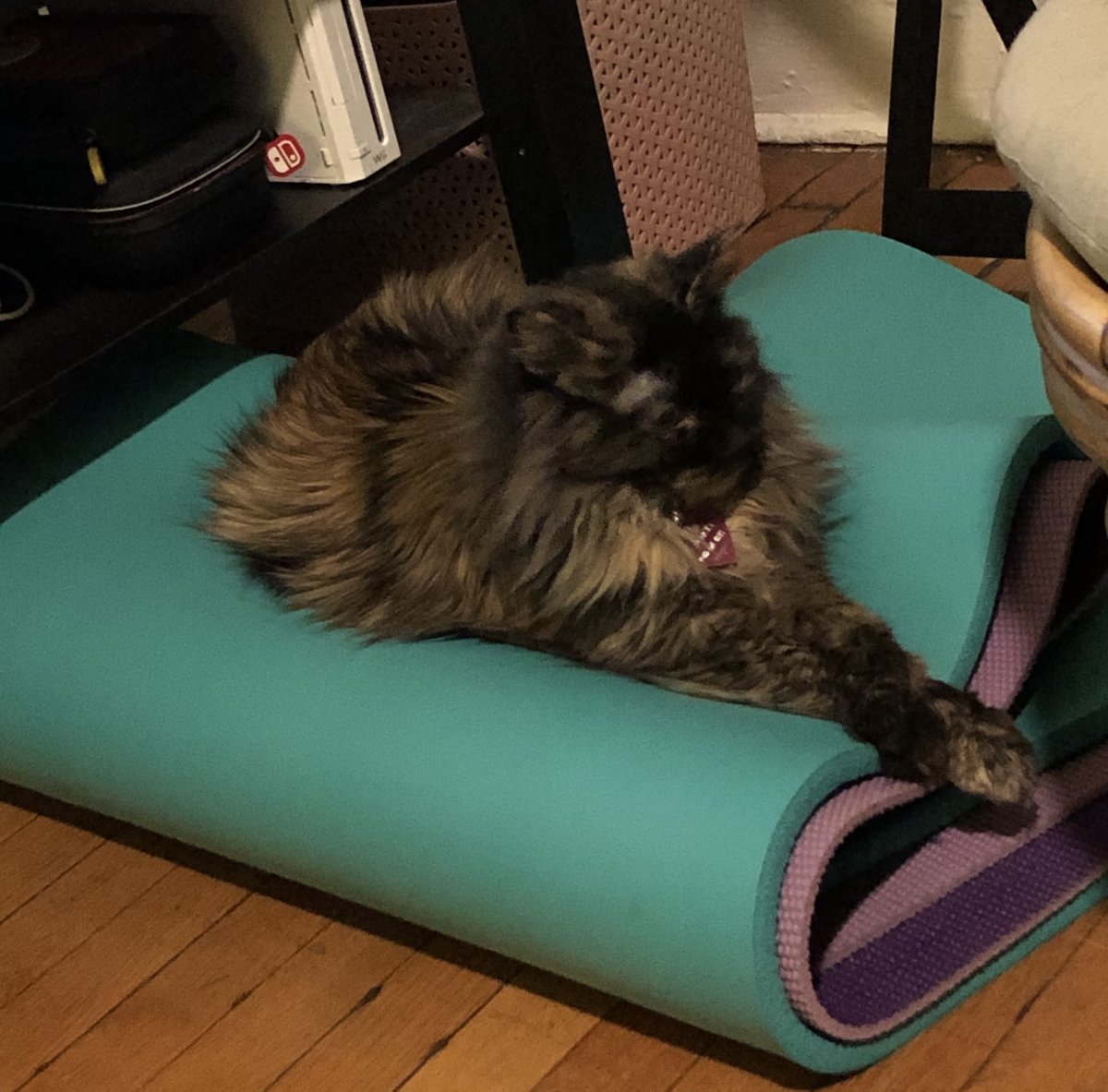 Chauncey said "no exercising for you, this is my yoga mat now"