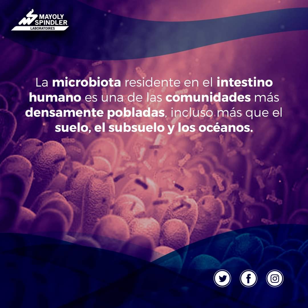 MayolyMexico's tweet photo. La microbiota residente en el intestino humano es una de las comunidades más densamente pobladas, incluso más que el suelo, el subsuelo y los océanos. 

#SabíasQue #MayolyMéxico #Bienestar #MicrobiotaIntestinal https://t.co/kLk8qsSqLI