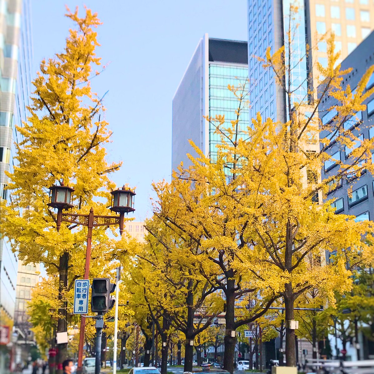 Colan Totte Co Ltd コラントッテ公式 銀杏が美味しい季節です オンライン飲み会 意外と盛り上がる件 コラントッテ Colantotte 御堂筋 いちょう並木 銀杏並木 銀杏 紅葉 秋 Colan Totte Co Ltd コラントッテ公式 銀杏が美味しい季節です オンライン飲み会 意外と盛り上がる件 コラントッテ Colantotte 御堂筋 いちょう並木 銀杏並木 銀杏 紅葉 秋