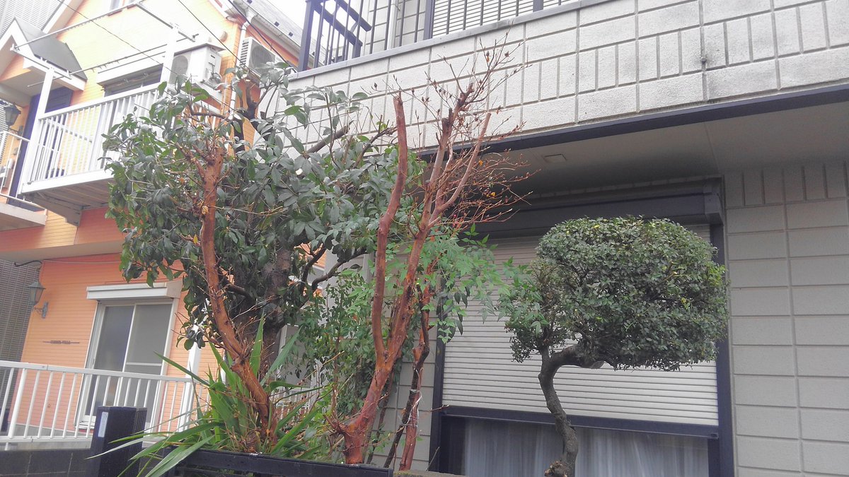 枝下し 枝下し