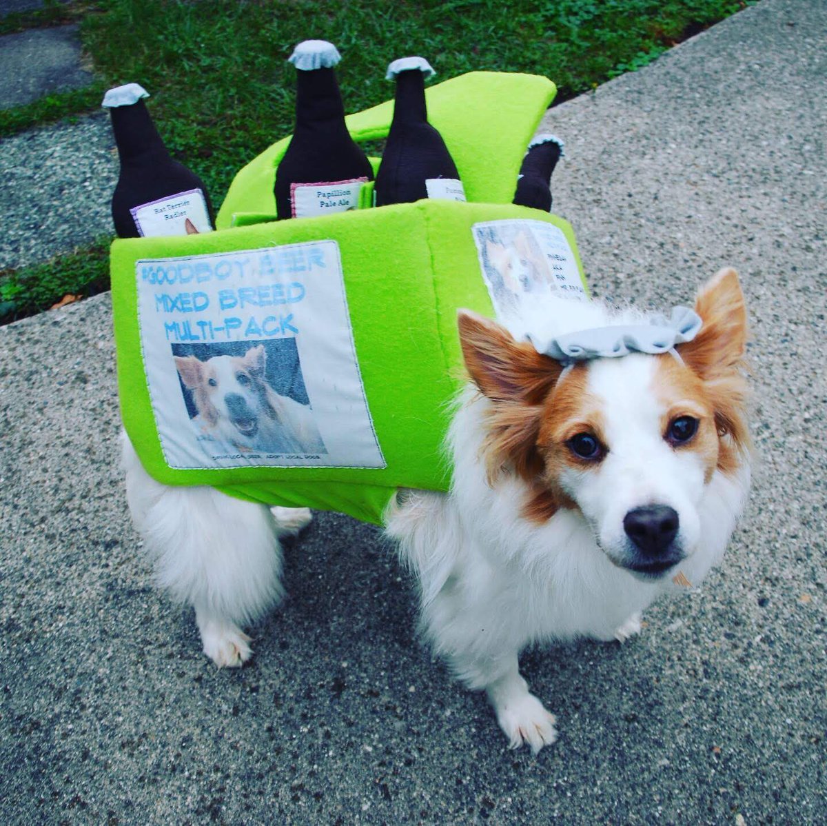 HoweySunu's tweet photo. @barkbox @budweiserusa @budlight Ridiculous or genius?!🤔 Finn IS. Beer!😉🐾 #beermodel https://t.co/kLz5m7CW0R