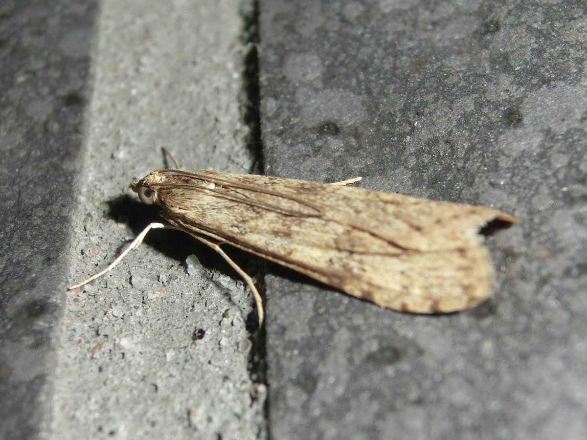 ট ইট র 風信子 かのこ この子は名前がわかりませんでした お願いします 眼 偽瞳孔 が可愛いです 昆虫 蛾 教えて虫の人