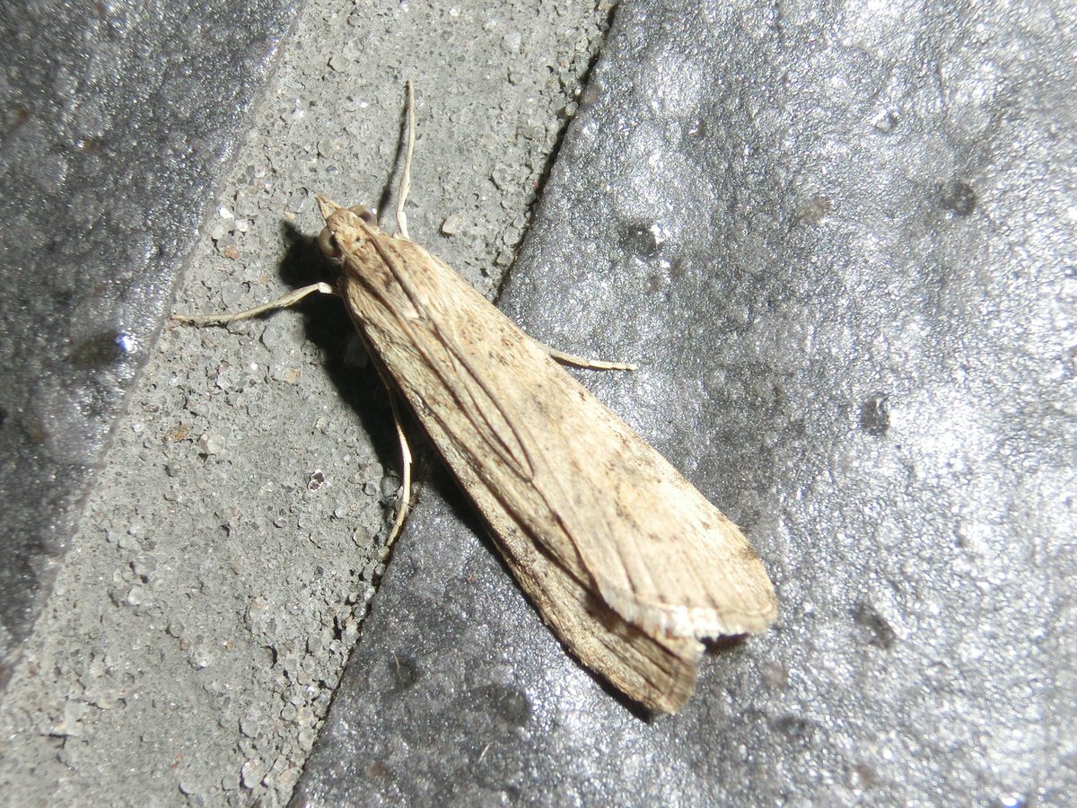 ট ইট র 風信子 かのこ この子は名前がわかりませんでした お願いします 眼 偽瞳孔 が可愛いです 昆虫 蛾 教えて虫の人