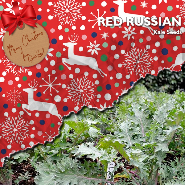 growseeduk's tweet photo. 🎄 8th December Christmas Advent 🎄

🥗 30% OFF Red Russian Kale
➡️ https://t.co/WT6mxkMONy

#growseed #christmas #allotmentuk #vegetables #gifts #gyo #growyourown #kale #salad #veggies https://t.co/h71utdTvIC