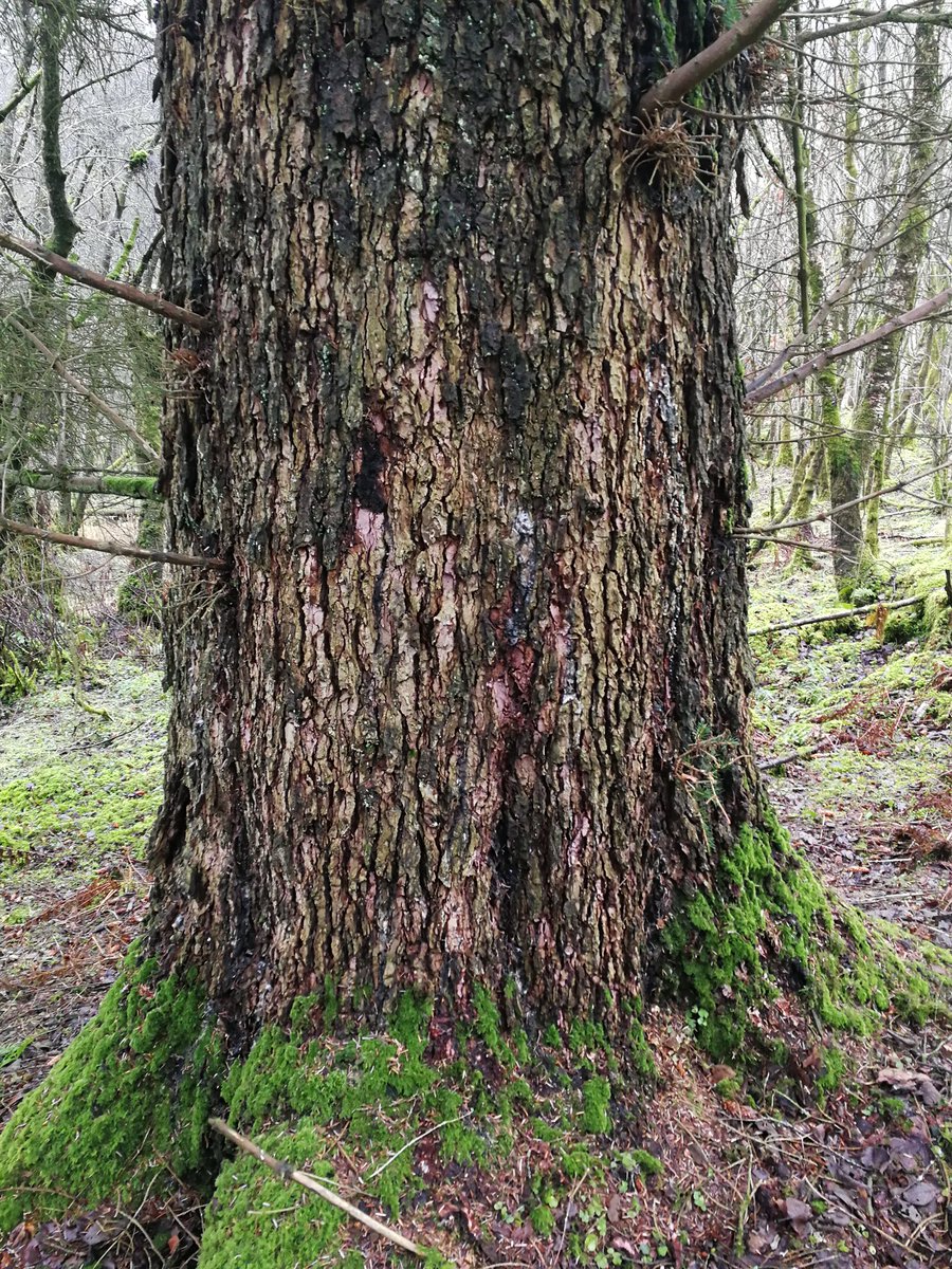 A fine Sitka spruce for #thicktrunktuesday