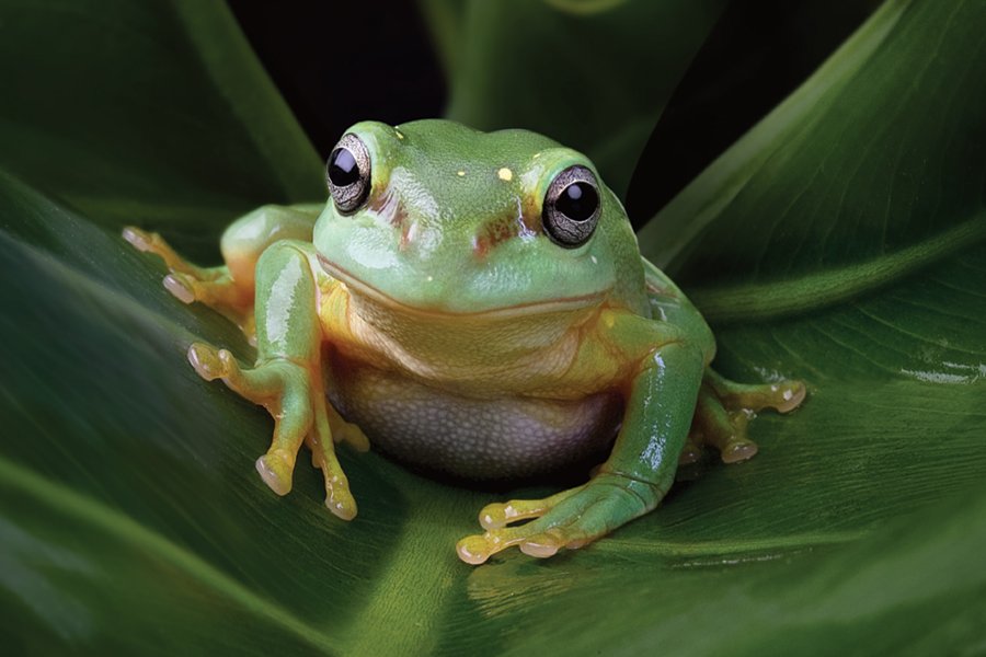 FrogsDaily3's tweet photo. Frog 71 :) https://t.co/zZahsuZJ0W