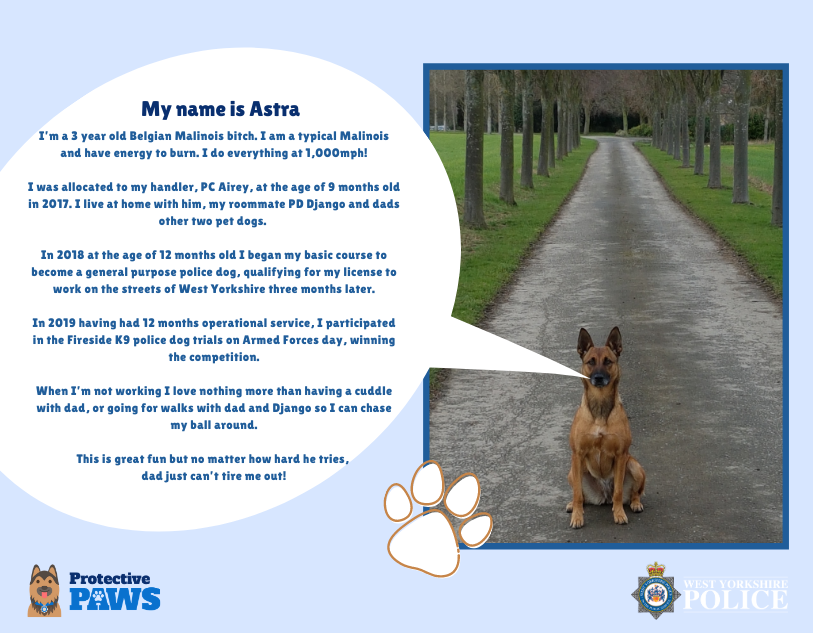 protectivepaws's tweet photo. Competition winning PD Astra is the next brave pooch to be introduced. Astra is full of energy and loves living with PC Airey and PD Django. An enthusiastic and fast worker, enjoying protecting the people of West Yorkshire. #Protectivepaws #dogs #policedogs #westyorkshirepolice https://t.co/KIkwJjUdt7
