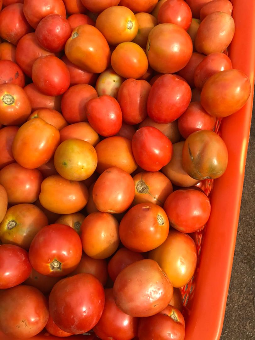 lois_bewaran's tweet photo. Tomatoes available at 6600 per basket,  price includes delivery to abuja and lagos.  #agroerrands CC @kayy_ppp https://t.co/RGKEleVI6F
