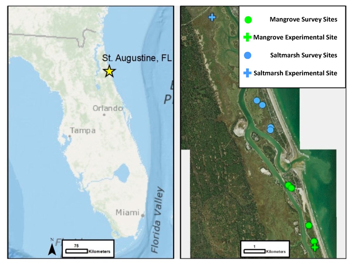 DiversityMDPI's tweet image. #DiversityMDPI, Effects of Changing Vegetation Composition on Community Structure, #EcosystemFunctioning, and Predator–Prey Interactions at the #Saltmarsh-#Mangrove #Ecotone, mdpi.com/1424-2818/11/1…