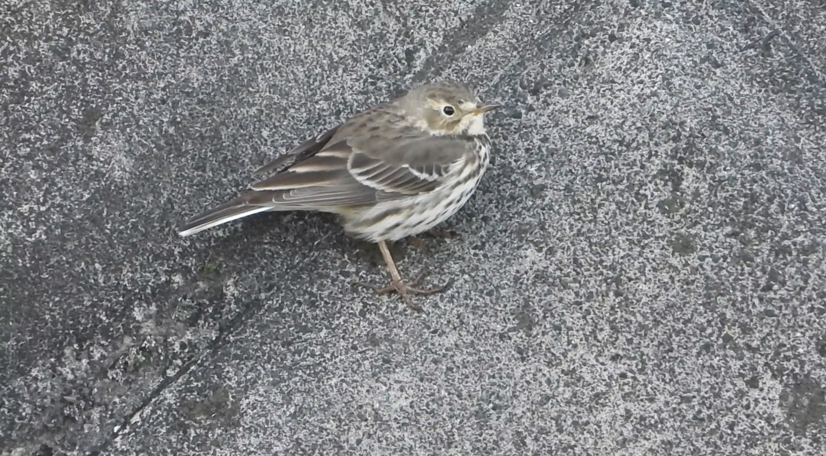 Mochi O 今日見た知らない子 １枚目 ２枚目 妙にスズメに似た鳥が多かった １ カシラダカと思ってたけど今見たら色違う ２ 多分ホオジロのメスだよね ３ ホオジロ は初めて見た 嬉しい ２ アオジは分かる T Co