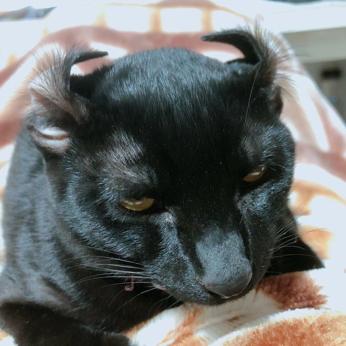 黒猫 高画質 のtwitterイラスト検索結果