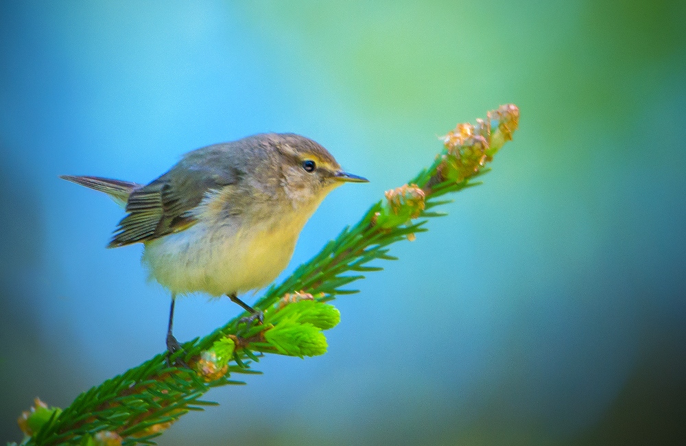 LintuPaivassa's tweet photo. #Tiltaltti #Gransångare #Chiffchaff
#PhylloscopusCollybita
#Linnut #Birds https://t.co/smaA0lrh7m