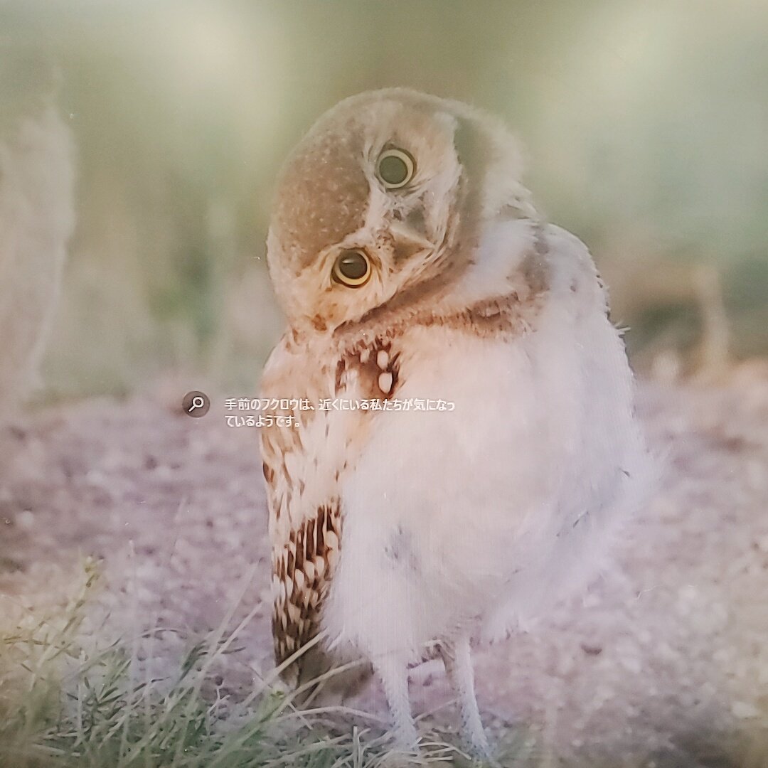 カナm ᴗ M Windowsの日替わり壁紙が今日首を傾げたフクロウで パーフェクトヒューマンのちちうえ思い出して笑ってる Twitter