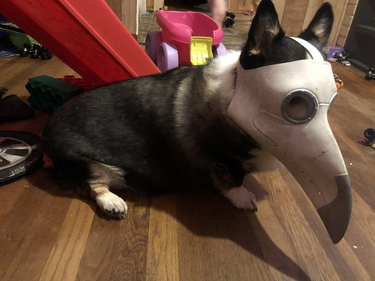 Non Gaming Related Post:
Pandemic Corgi