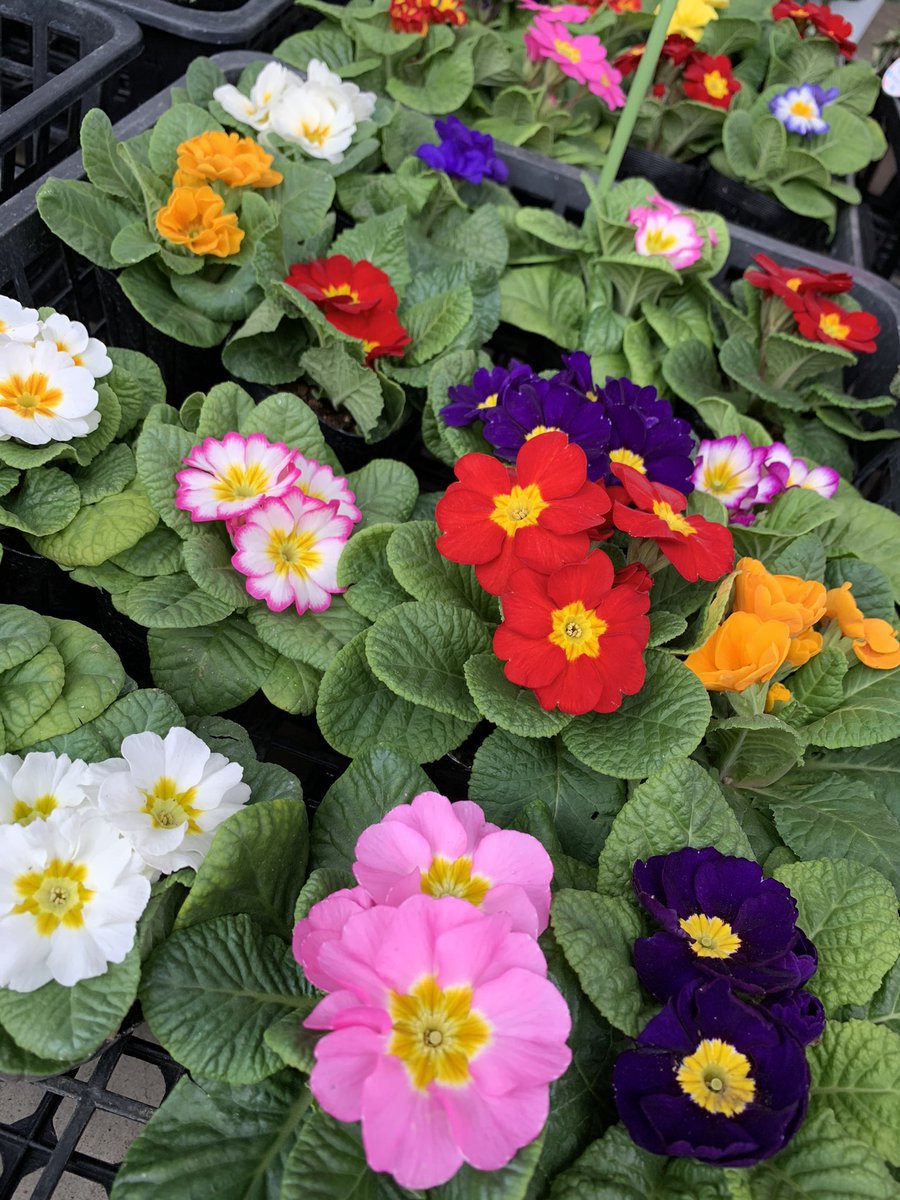 ট ইট র 熊谷 花長 ジュリアン入荷しました 色々な色があります 日光が大好きなので陽当たりの良い所がいいですね 熊谷 花屋さん ジュリアン プリムラ