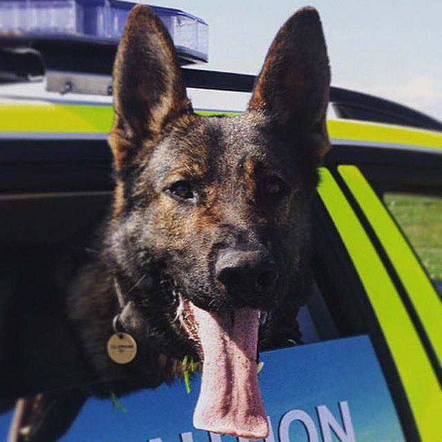 K9X16's tweet photo. Bronn - Retired Police Dog of Cumbria Dog Section, Brother to Danno 🐾 💙
We are so proud to be able to carry these lines on 😊 🇮🇲 🇬🇧
#madeinmann #gsd #germanshepherd #workingdog #workinglines #policedog #familyaffair https://t.co/Pi99s8cU7k