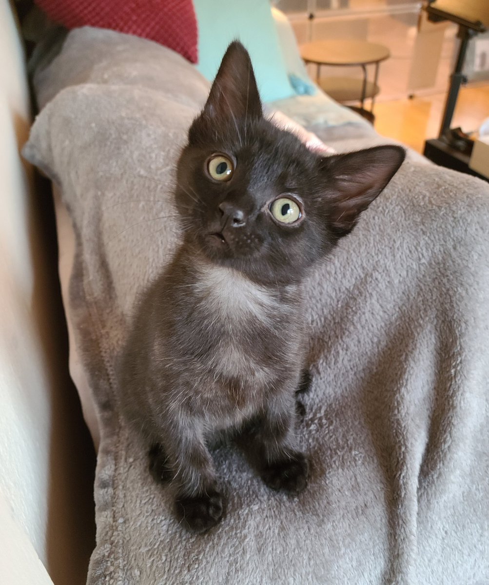 Ares shows off his silvery coat