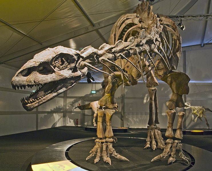 EJR_Paleo_MSc's tweet photo. 8. Here’s a rather large, basal #sauropod for #Sauropodocember #Lessemsaurus (“Lessem lizard”) or to quote Henry Tsai when describing it “big chungus”. Copy of a skeleton at the exhibit "Gigasaurier - Die Riesen Argentiniens" in Frankfurt am Main. https://t.co/adLRENb7sj