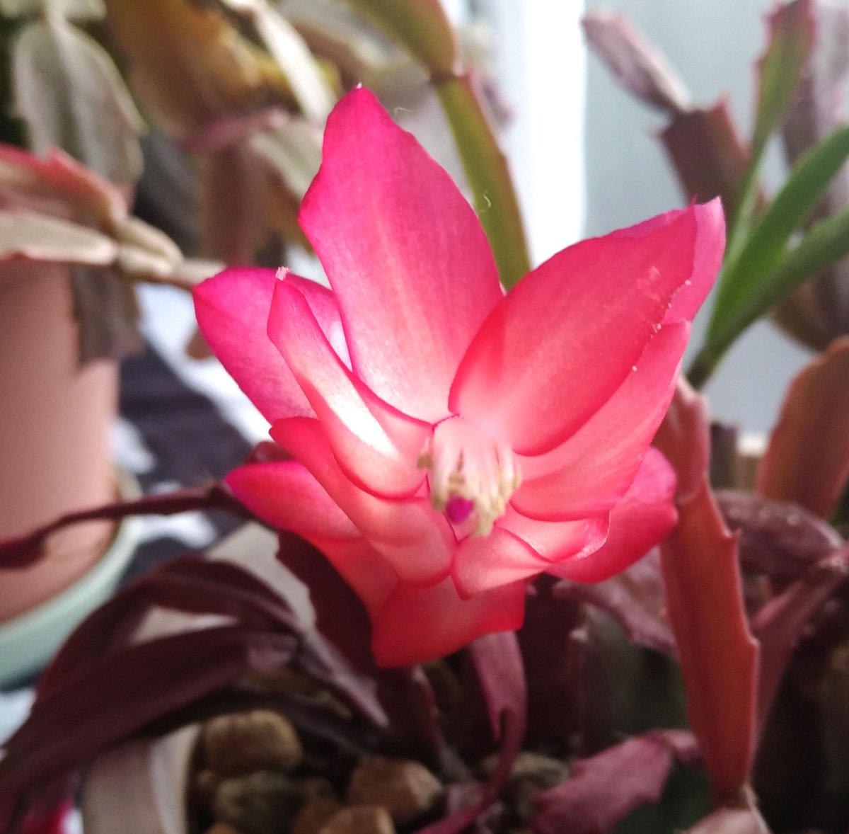 シャコバサボテン ট ইট র অন সন ধ ন