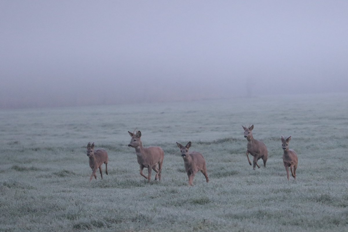 Gerard Groeneveld tweet media