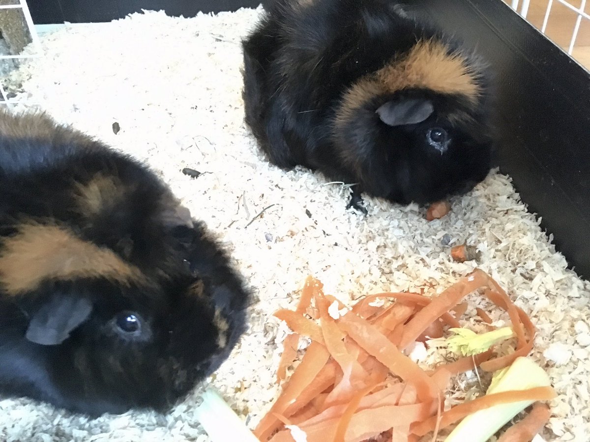 My colleagues today, never realised how noisy guinea pigs can be but good listeners 🙂  #WFH