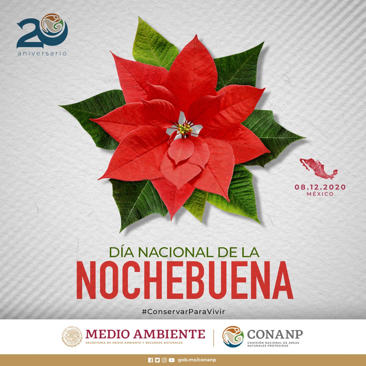 #FelizMartes
La flor de Nochebuena es una especie originaria de México y Centroamérica. ✨ En lengua náhuatl se le nombró “Cuetlaxóchitl” que significa: la flor color fuego de pétalos rojo escarlata. 🔥❤️ #ConservarParaVivir 🇲🇽🎉🌿