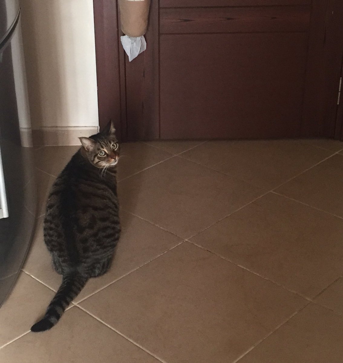 Kedi: Kapıyı kapamışın ben dışarda kaldım(9:38)
Ben: tamam gel içeri
Kedi: Kapıyı kapamışın ben içerde kaldım(9:39)
Ben: tamam çık
Kedi: Kapıyı kapamışın ben dışard