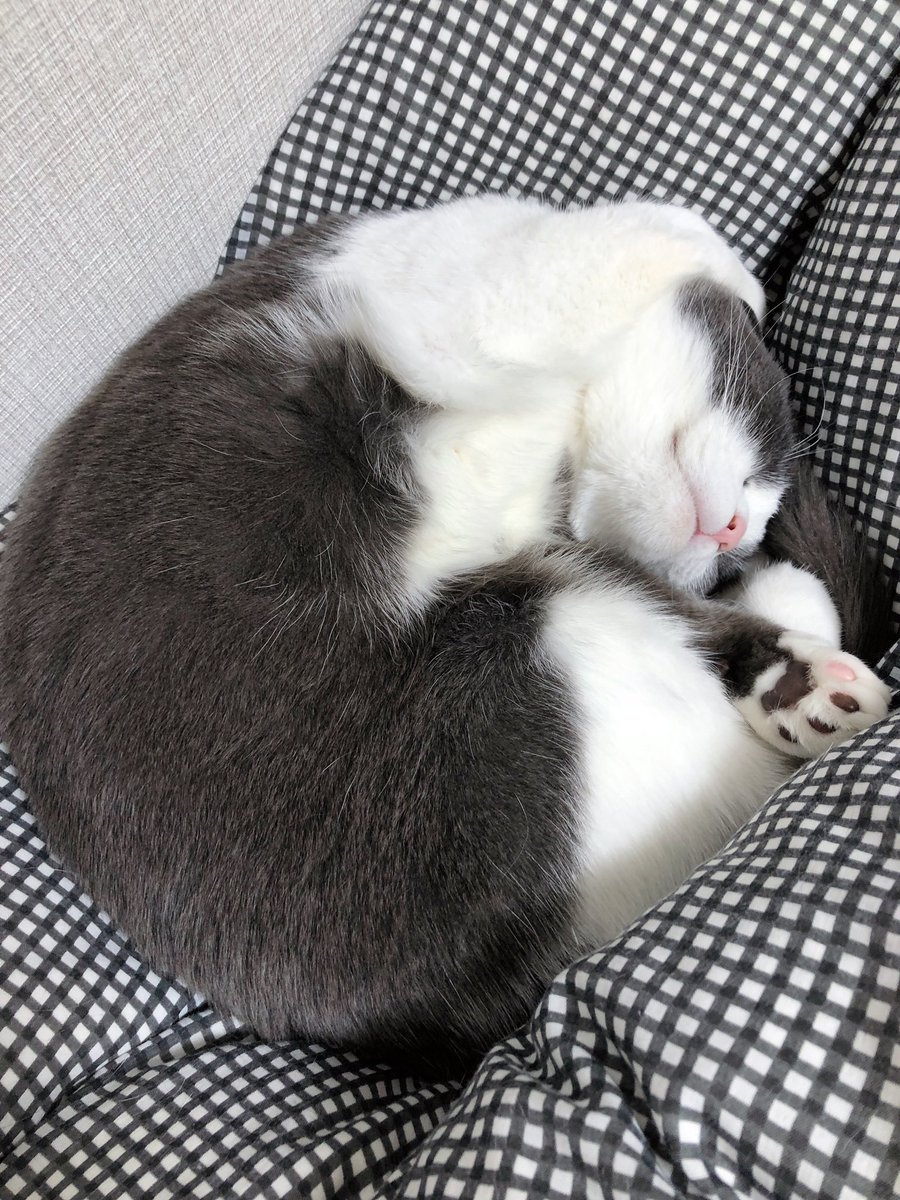 朝起きてこんなかわいこチャンが隣で寝てたら二度寝しちゃうでしょ という 今朝の びっけ 12月にエイラと極彩新刊 のイラスト 朝起きてこんなかわいこチャンが隣で寝てたら二度寝しちゃうでしょ という 今朝の びっけ 12月にエイラと極彩新刊 のイラスト