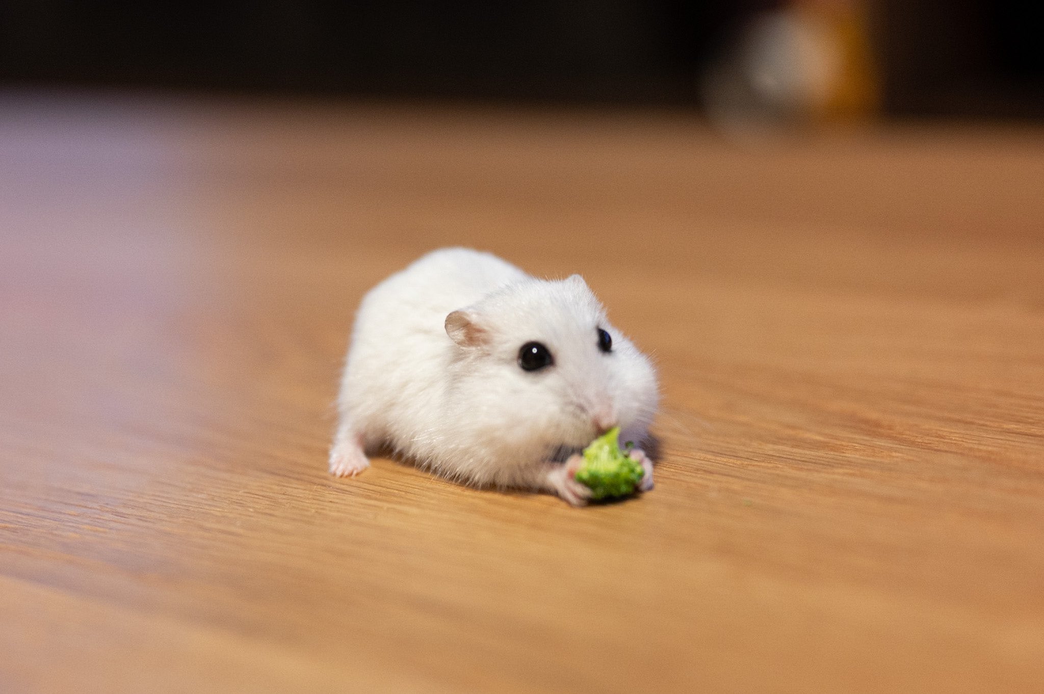 ぱる おしりをぷりってしながら食べる姿がかわいい たくさん口に詰めてまるくなった姿もかわいい ハムスターはかわいい T Co Ozamktlabz Twitter ぱる おしりをぷりってしながら食べる姿がかわいい たくさん口に詰めてまるくなった姿もかわいい ハムスターはかわいい T Co Ozamktlabz Twitter